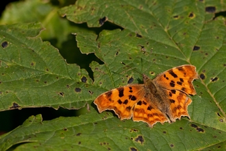 Comma butterfly on leaf, forewings facing upward