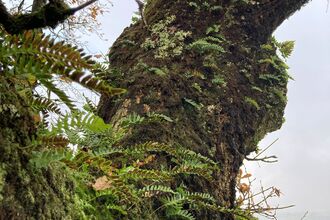 Sessile oak at Lenamore Wood