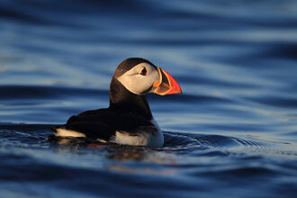 Puffin at Isle of Muck (c) Ronald Surgenor