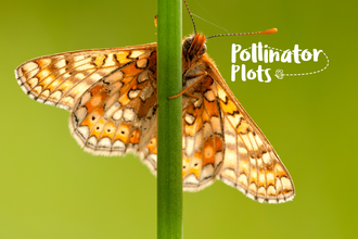 Appeal 25 Website Header V3