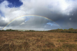 Rainbow over a peatland on sunny day.