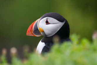 Puffin in profile in breeding plumage 