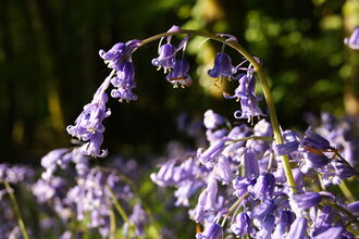 Bluebells at Fedian (c) Giles Knight