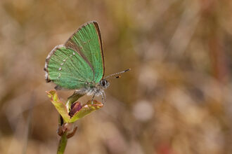 Green hairstreak perched on plant in profile