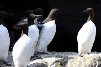 Black guillemots (c) Ronald Surgenor 