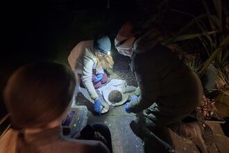 Katy & Maureen hedgehog tagging 