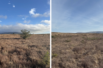 Two pictures side by side of peatland. The first show conifers on the bog. The second shows the same location but with the conifers removed