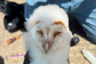 Barn owl chick in Fermanagh