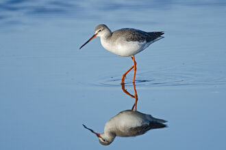 A spotted redshank wading through shallow water, with a perfect reflection. It's an elegant wader with a grey back, white belly and long reddish-orange legs. It has a bold white line above the eye and a long, fine bill with a red base to the lower mandible and a slightly drooping tip