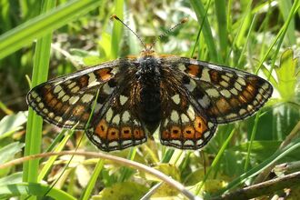 Marsh fritillary 