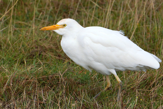 Cattle egret