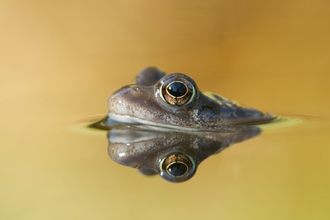 frog