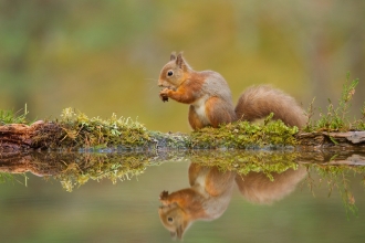 Red squirrel