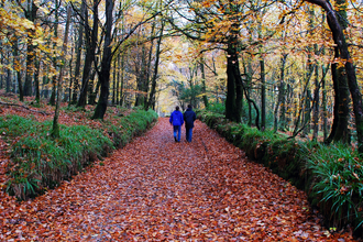 Woodland walk