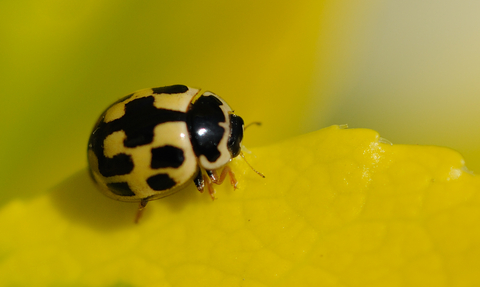 14-spot Ladybird
