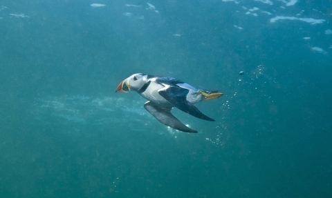 Puffin diving underwater