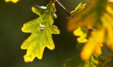 English Oak