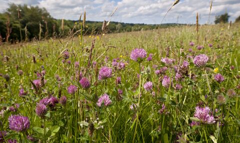Red Clover