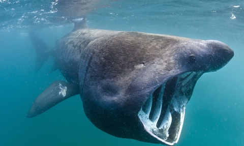Basking shark