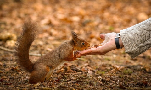 Red squirrel 