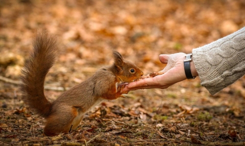 Red squirrel 