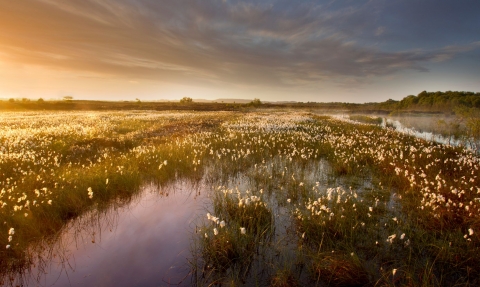 Wildlife of our Peatlands | Ulster Wildlife Wildlife of our Peatlands | Ulster Wildlife