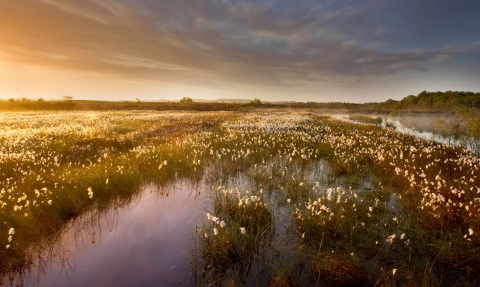 Ballynahone Bog (c) Ben Hall 2020 Vision