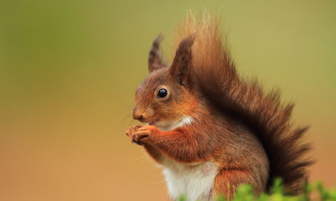 Pic: Red Squirrel (c) Ronald Surgenor