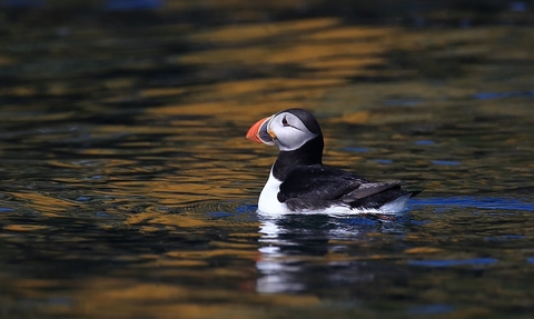 Puffin swimming on water