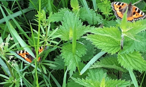 Tortoiseshell butterflies