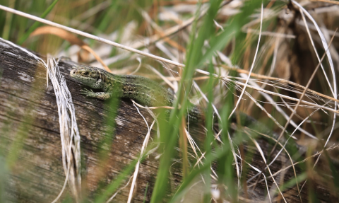 Common Lizard on wood surrounded by grass stalks