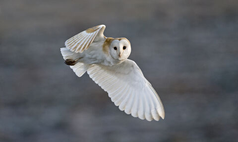 Barn owl (c) David Tipling 2020 Vision