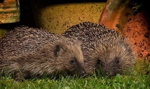 Hedgehogs 2 (c) Jon Hawkins