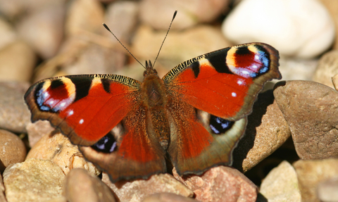 Peacock butterfly