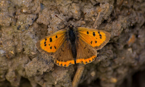 Small Copper butterfly