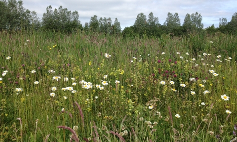 Wildflowers at Balloo wetland