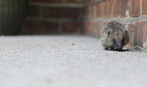 Hedgehog walking along a brick wall and concrete floor
