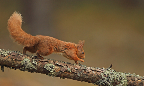 A red squirrel running along a branch from left to right