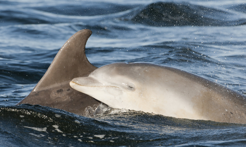 Bottlenose dolphin mother and calf breaking surface.