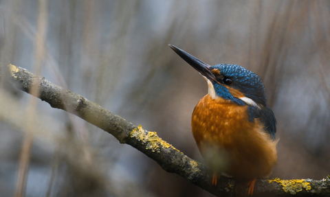 Kingfisher perched on branch with beak pointing upward