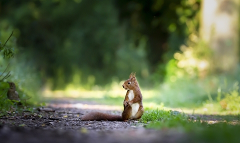 Ground level shot of red squirrel, tail dragging off to left