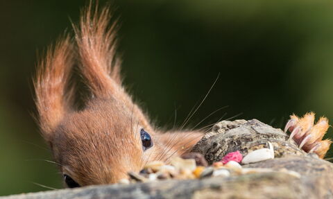 Red squirrel appearing to hide, with prominent ear tuft visible