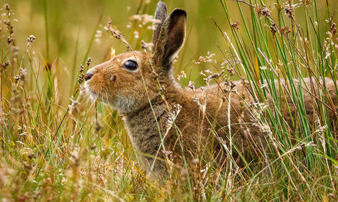 Irish hare (c) Glenn Forysthe