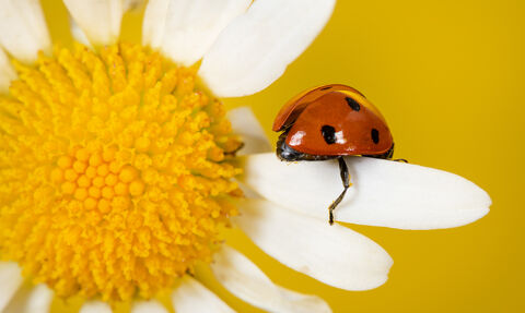 Seven spot ladybird climbing over flower 