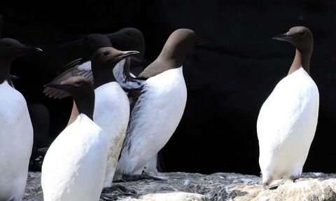 Black guillemots (c) Ronald Surgenor 