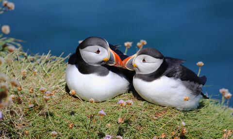 Pair of puffin mates The Wildlife Trusts