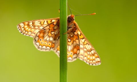 marsh fritillary