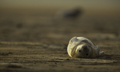 Grey seal