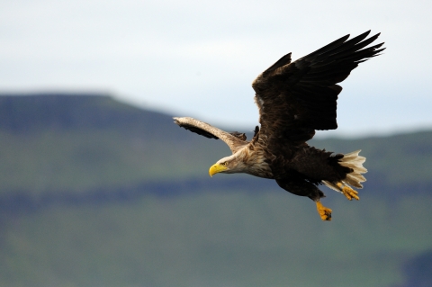 BIRDS OF PREY IN IRELAND: where to see the top 7