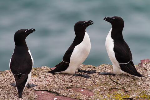 Razorbill | Ulster Wildlife
